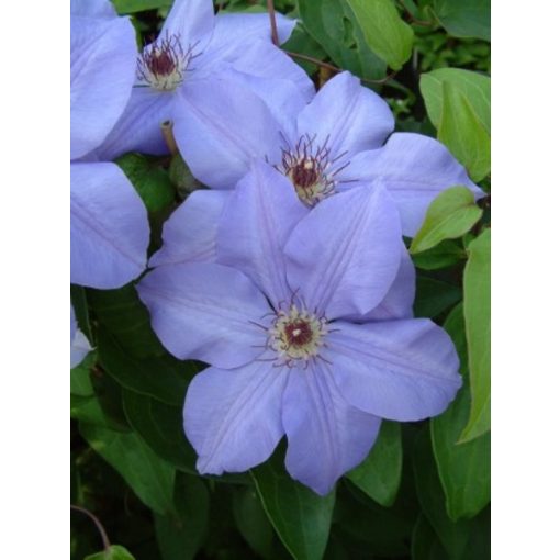 Clematis Hybrida Sieboldi - Klemátisz