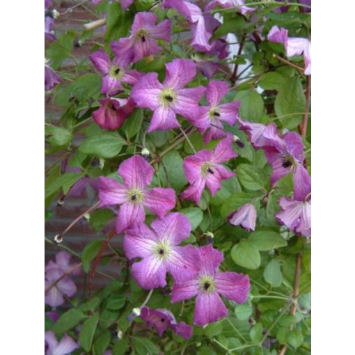 Clematis I Am TM Little Beauty - Klemátisz