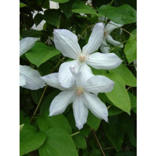 Clematis jackmanii Alba - Klemátisz