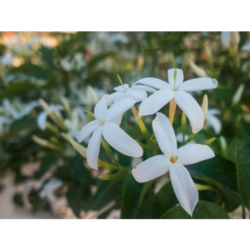 Sokvirágú jázmin - Jasminum polyanthum