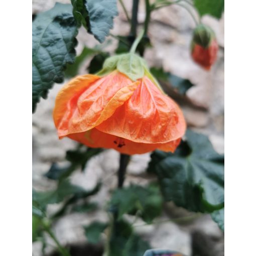 Selyemmályva - Abutilon sp Orange