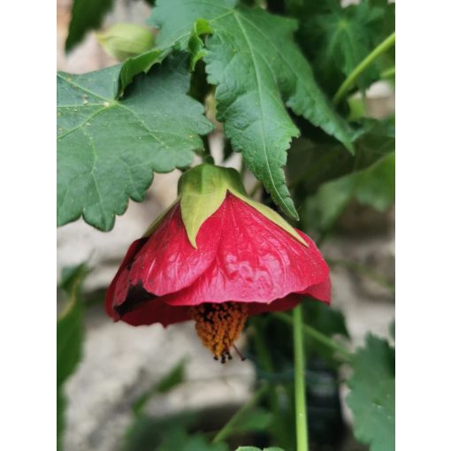 Selyemmályva - Abutilon sp Red