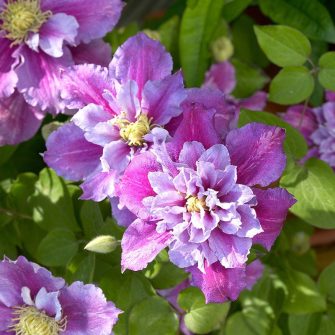 Clematis