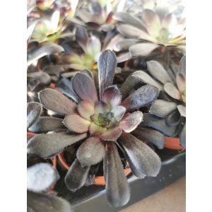 Aeonium arboreum Schwarzkopf