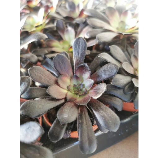 Aeonium arboreum Schwarzkopf