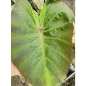 Colocasia Hawaiian Punch