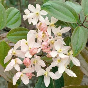 Clematis armandii Apple Blossom