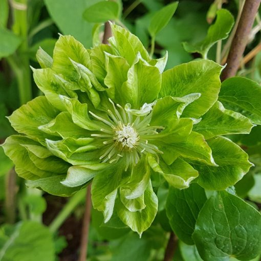 Clematis Green Passion