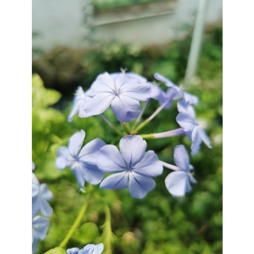 Ólomvirág - Plumbago auriculata