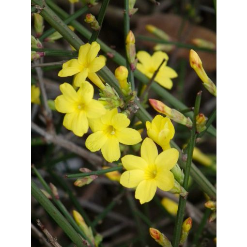 Téli jázmin - Jasminum nudiflorum