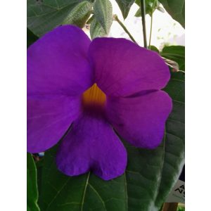 Kolostorharang - Thunbergia grandiflora