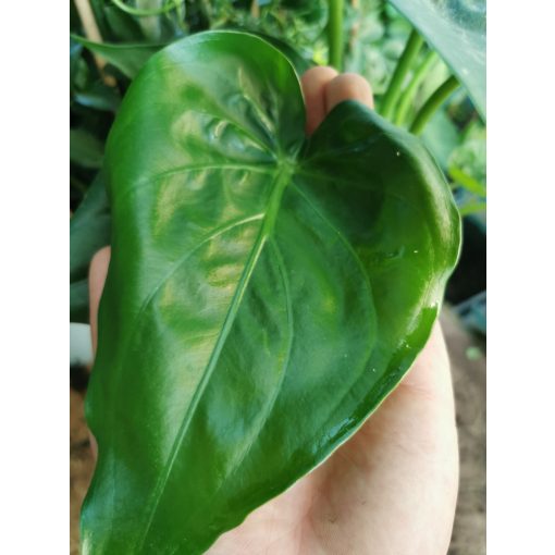 Alocasia cucullata