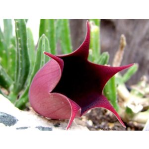 Dögvirág - Stapelia leendertziae