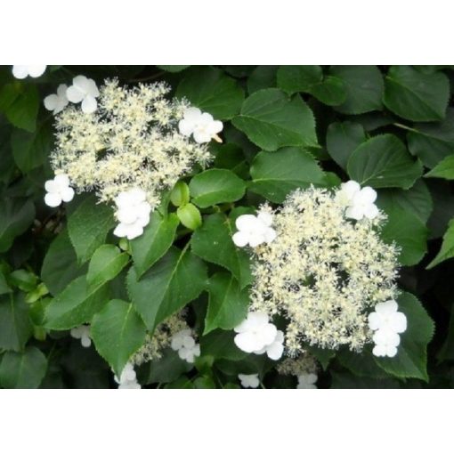 Kúszó hortenzia - Hydrangea anomala petiolaris