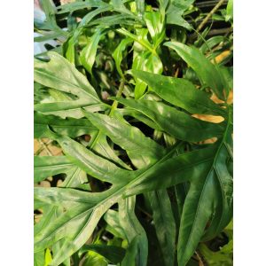 Alocasia brancifolia Pink Passion