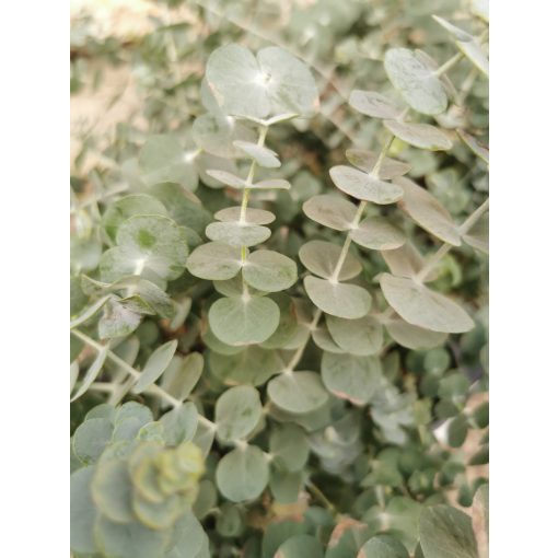 Eucalyptus gunnii