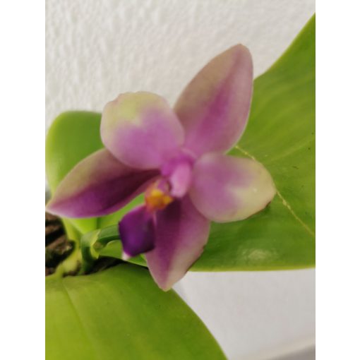 Phalaenopsis violacea (1)