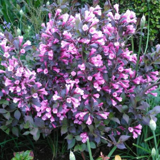 Rózsalonc - Weigela florida Purpurea Nana