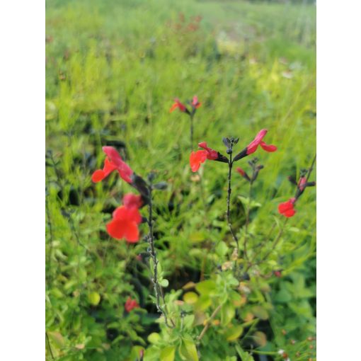 Csecsemőzsálya - Salvia greigii Red