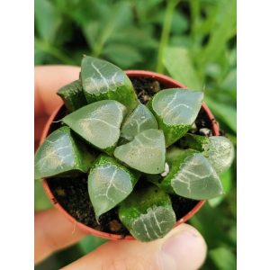 Haworthia cooperi 1