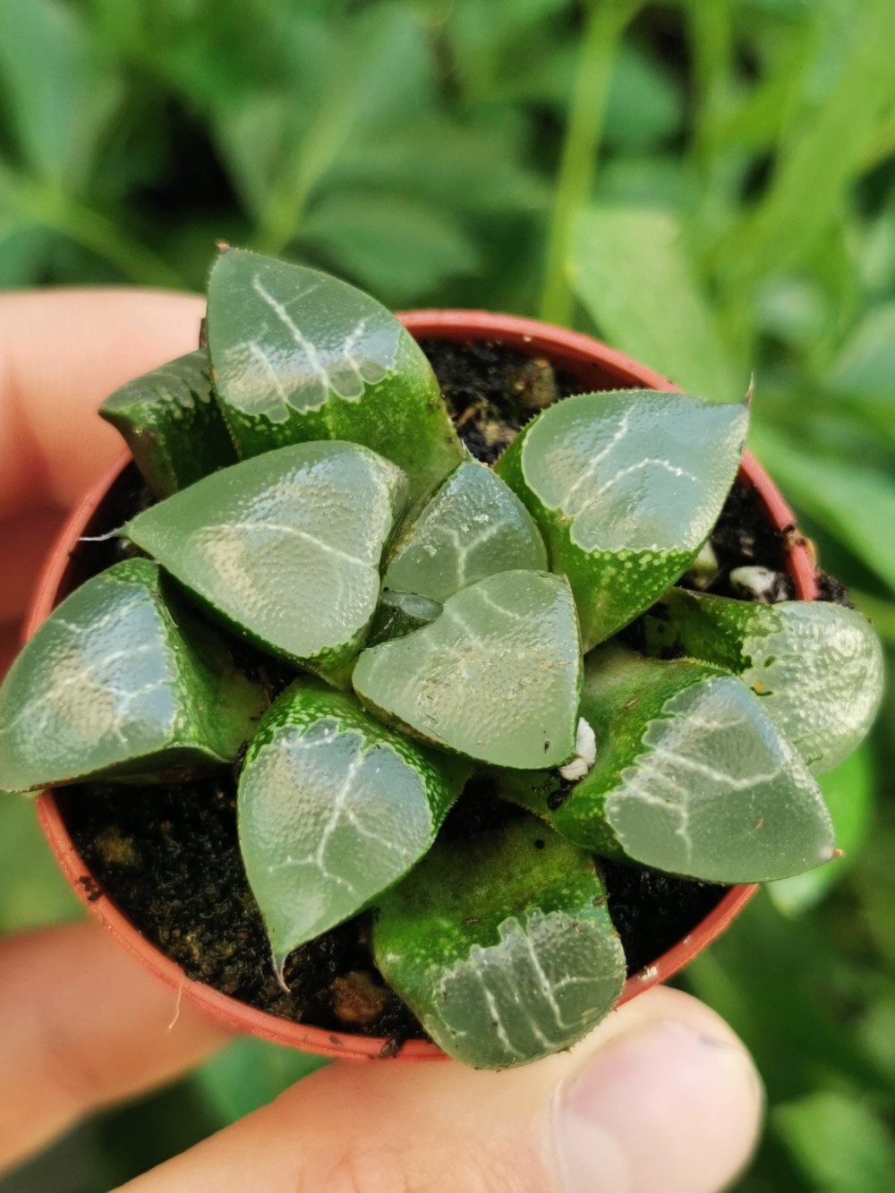 Haworthia Cooperi 1 Royal Garden   POTP1301 