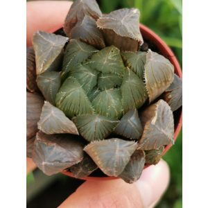 Haworthia cooperi 2