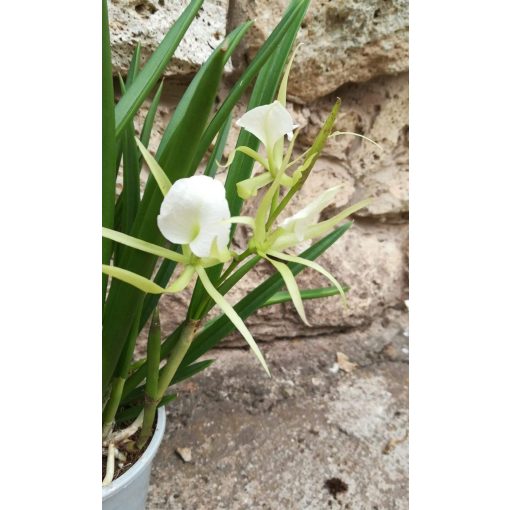 Brassavola nodosa - Lady of the Night orchid