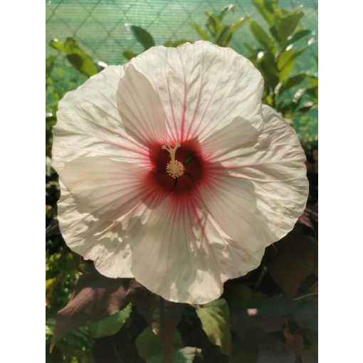 Hibiscus moscheutos Dark Mystery - Mocsári hibiszkusz