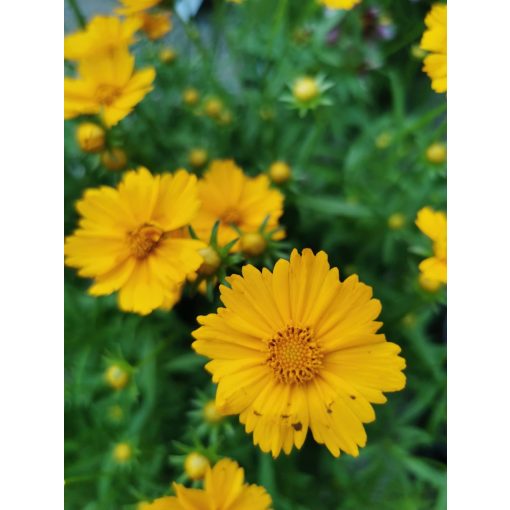 Menyecskeszem - Coreopsis sp. 1