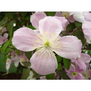 Clematis montana Mayleen