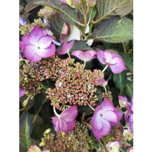 Kerti hortenzia - Hydrangea macrophylla Dutch Lady Selina