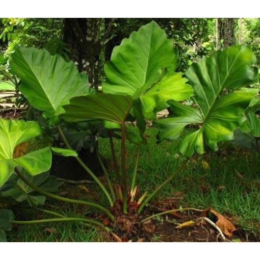 Philodendron melinonii