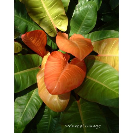 Philodendron Prince of Orange