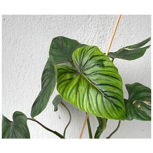 Philodendron plowmanii