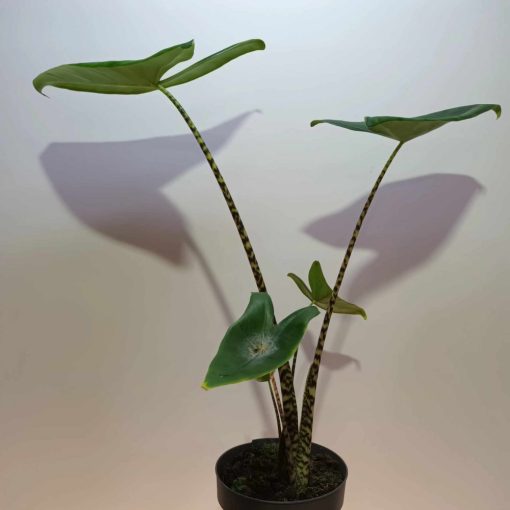 Alocasia zebrina