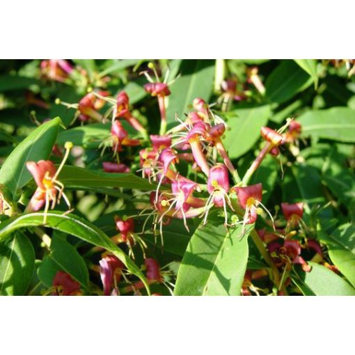 Lonicera henryi