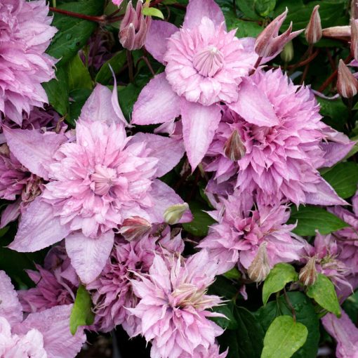 Clematis Multi Pink