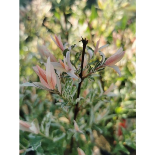 Salix integra Flamingo - Japán fűz (bokor)