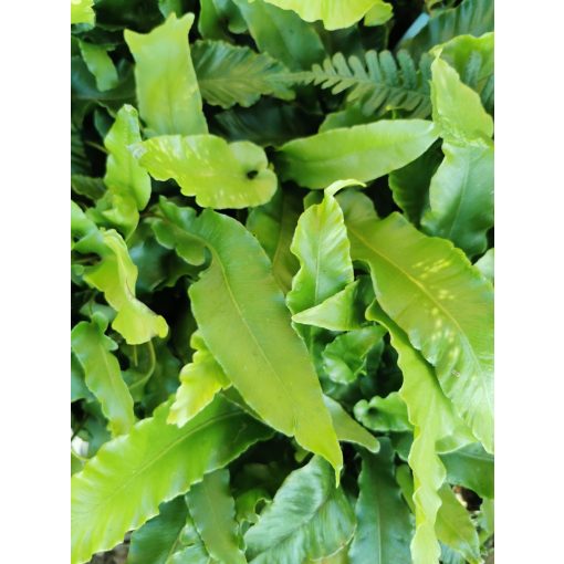 Asplenium scolopendrium