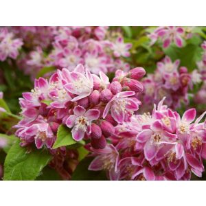 Deutzia Strawberry Fields