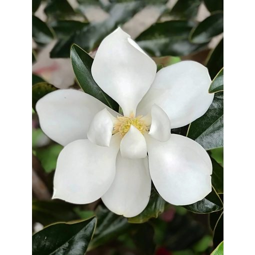 Magnolia grandiflora Little Gem