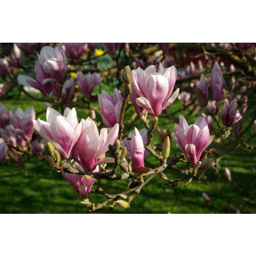 Magnolia x soulangeana