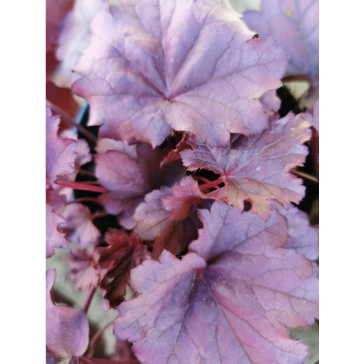 Heuchera Pink Panther