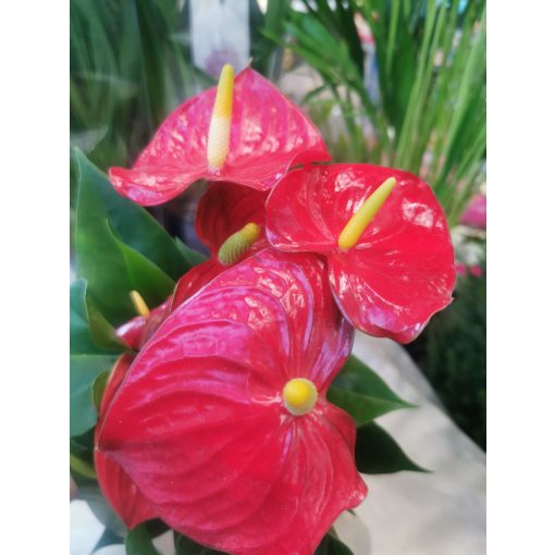 Flamingó virág - Anthurium andreanum 4