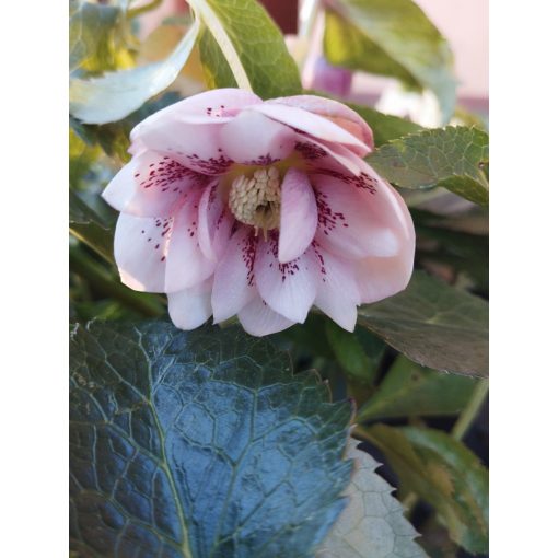 Helleborus orientalis Hello Pink