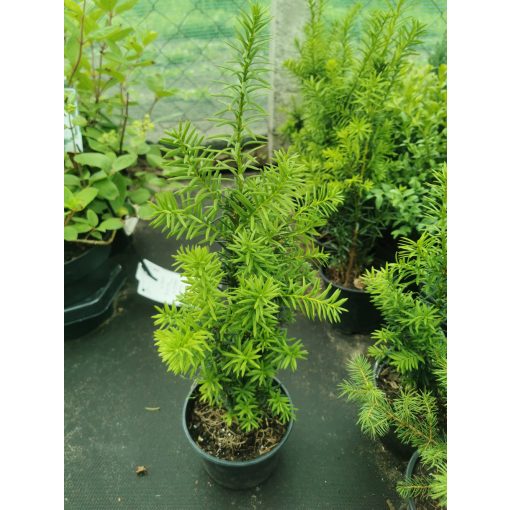 Tiszafa - Taxus media Hicksii