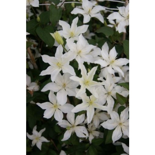 Clematis Baby Star - Klemátisz