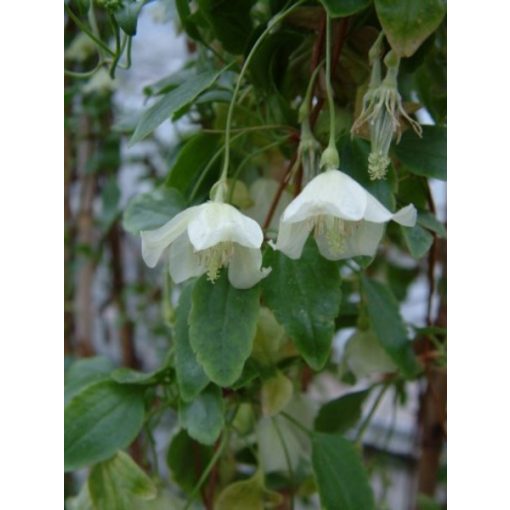 Clematis cirrhosa Wisley Cream (télen virágzó klemátisz)