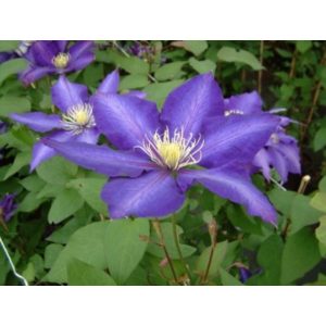 Clematis Daniel Deronda - Klemátisz