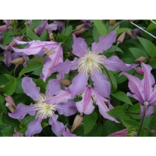 Clematis East River